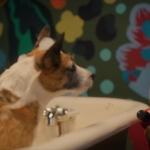 puppylovelhbr-129.jpg