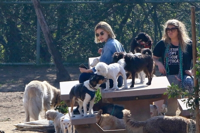 dogpark201118-014.jpg