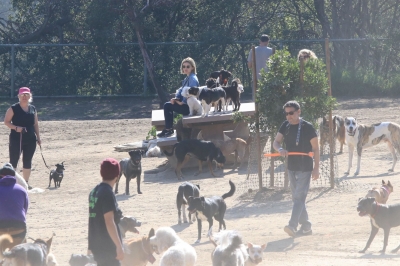 dogpark201118-057.jpg
