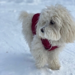 Filename=LHBR1414.jpg
Filesize=146KiB
Dimensions=1440x1799
Date added=Dec 26, 2022 LHBR1414.jpg