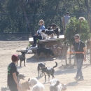 dogpark201118-057.jpg