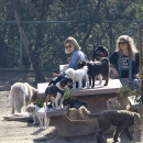 dogpark201118-141.jpg
