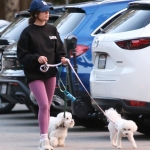 dogsla121122016.JPG