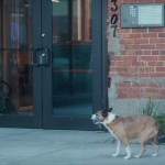 puppylovelhbr-050.jpg