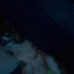 Filename=puppylovelhbr-558.jpg
Filesize=93KiB
Dimensions=1904x784
Date added=Aug 20, 2023 puppylovelhbr-558.jpg