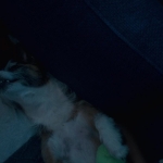 Filename=puppylovelhbr-559.jpg
Filesize=94KiB
Dimensions=1904x784
Date added=Aug 20, 2023 puppylovelhbr-559.jpg